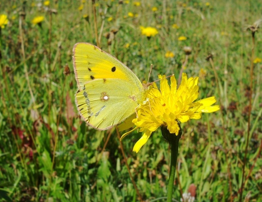 Farfalle di Valtellina, Valchiavenna, V.Poschiavo, Bregaglia